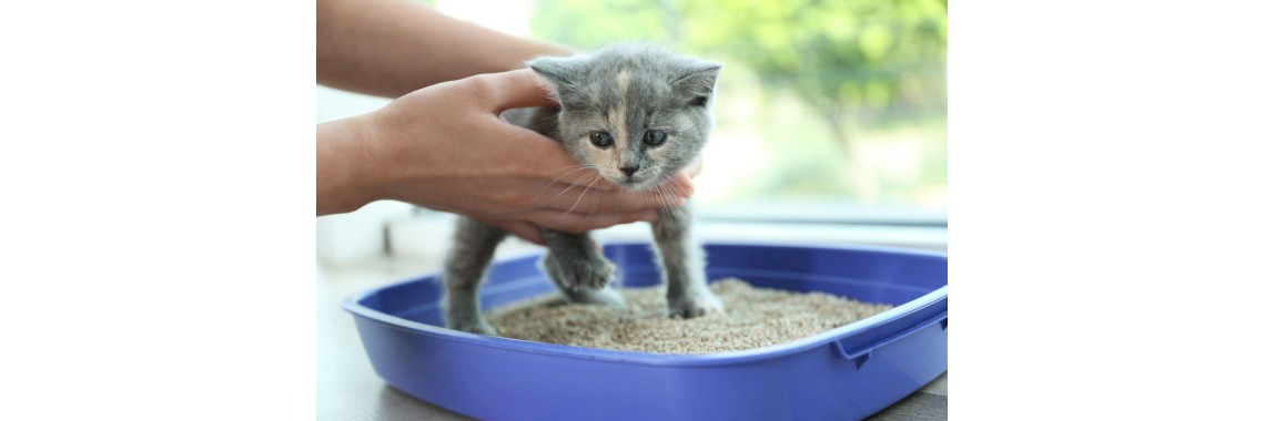 Приучаем котенка к лотку Приучаем котенка к лотку