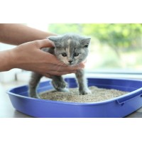 Приучаем котенка к лотку Приучаем котенка к лотку