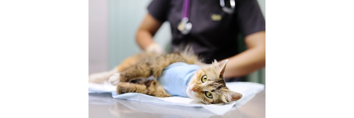 Кастрация и стерилизация кошек Кастрация и стерилизация кошек