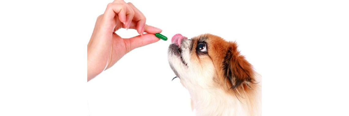 Как давать животным лекарство Как давать животным лекарство