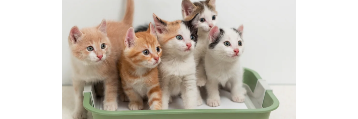 Приучаем котенка к лотку