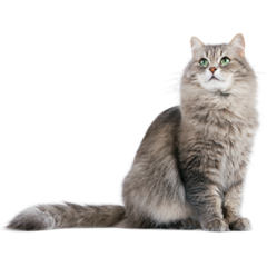 Кошки